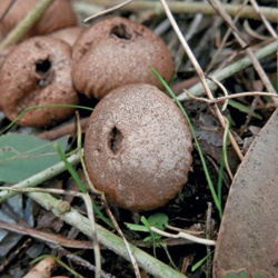 Pedo de lobo, puffball de campo
