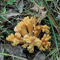 Ramaria
