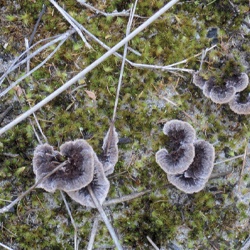 Teléfora terrestre, Falso coral, Florero de terciopelo