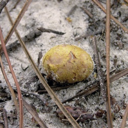 Falsa trufa