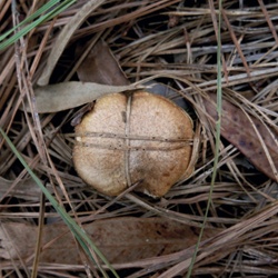 Boleto viscoso, Hongo chileno (seco)