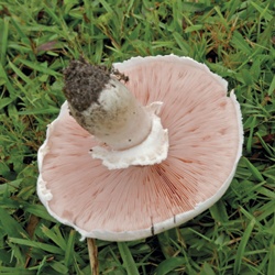 Champiñón silvestre