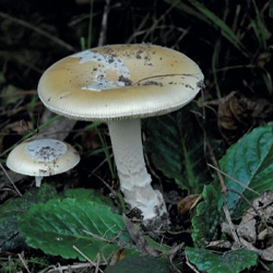 Amanita citrina