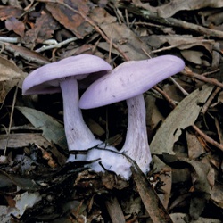 Hongo violeta