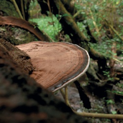 Oreja de palo, Hongo de los artistas