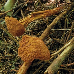 Battarrea puffball de pie fibroso