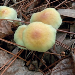 Hifoloma de láminas verdes
