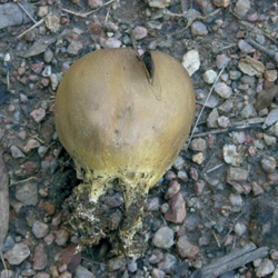 Escleroderma, bola de tierra