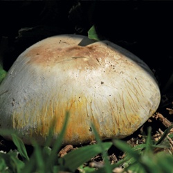 Champiñón amarilleante o iodofórmico