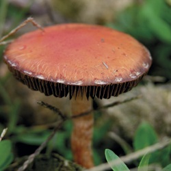 Sombrero redondo rojo plomo Hifoloma rojo