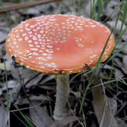 Amanita matamoscas