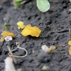 Copitas de hada amarillas, bisporella limón